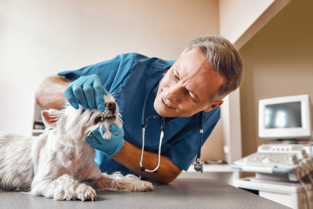 Best 24-Hour Emergency Dentist in Eureka, MT